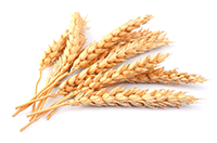 wheat-stalk